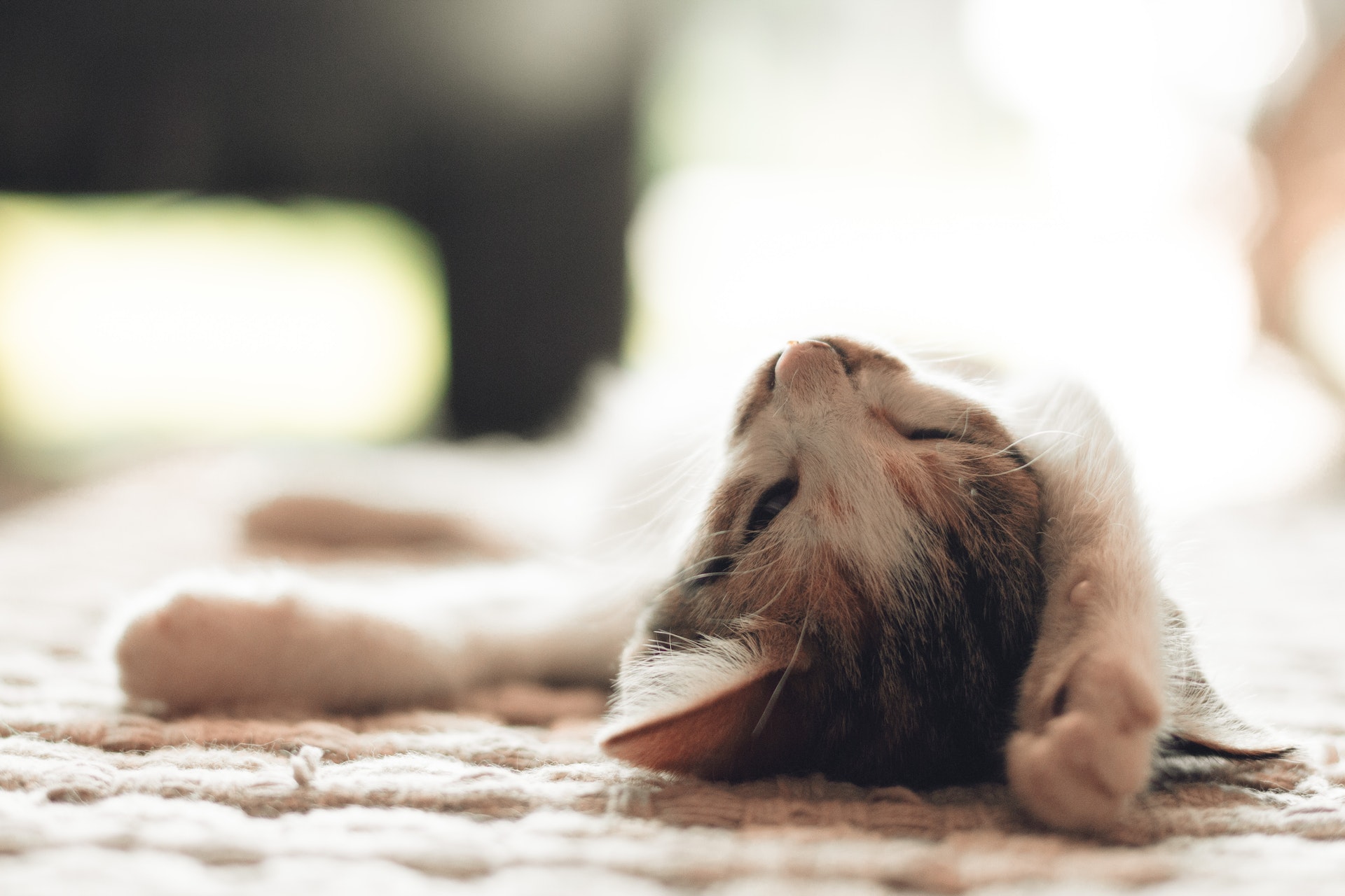 kedi-yas-mamasi-nedir-nelere-dikkat-edilmelidir