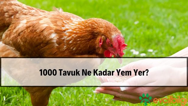 1000 Tavuk Ne Kadar Yem Yer?