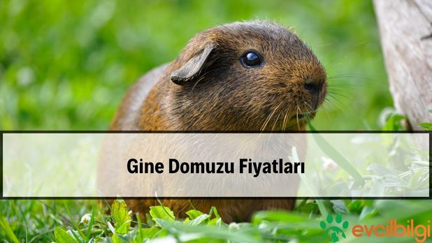 Guinea Pig Fiyatları