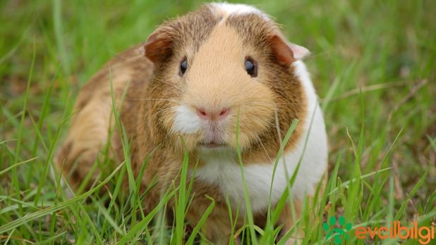 Guinea Pig Sahiplenme