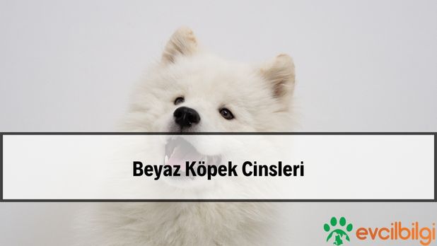 Küçük Beyaz Köpek Cinsleri