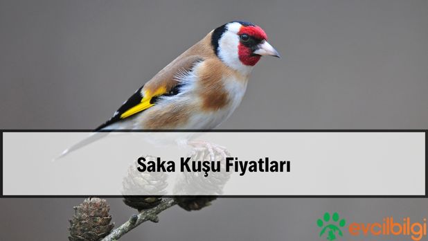 Sahibinden Satılık Saka Kuşu Fiyatları Ne Kadar