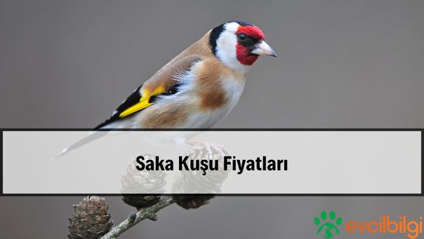 Saka Kuşu Fiyatları