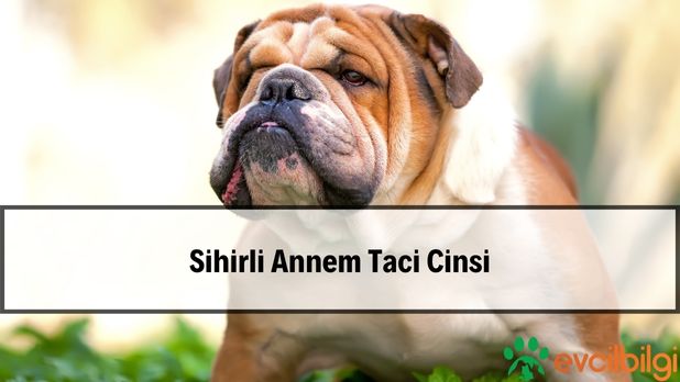 Sihirli Annem Taci Cinsi