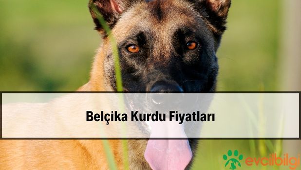 Yavru Belçika Kurdu Fiyatları