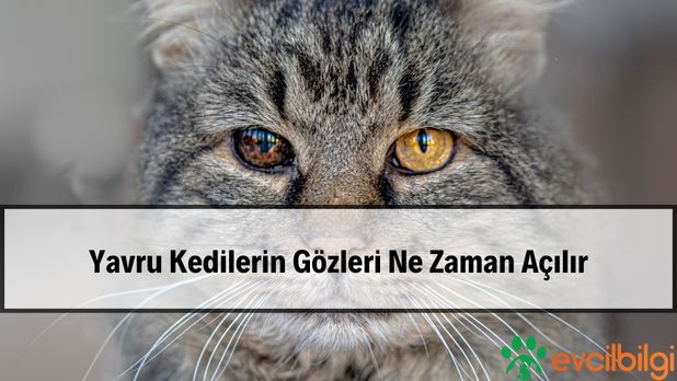 Yeni Doğmuş Yavru Kedilerin Gözleri Ne Zaman Açılır?