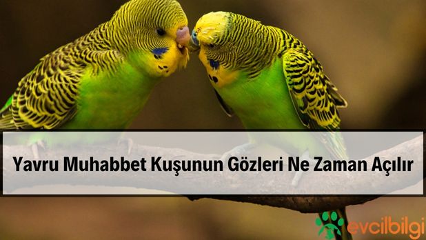 Yavru Muhabbet Kuşunun Gözleri Ne Zaman Açılır