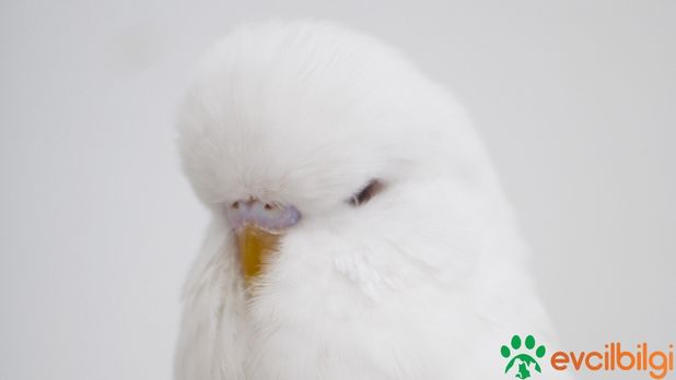 albino muhabbet kuşu fiyatları