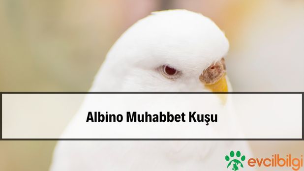 albino muhabbet kuşu