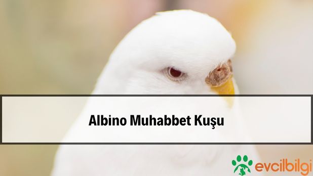 Beyaz Albino Muhabbet Kuşu Fiyatları