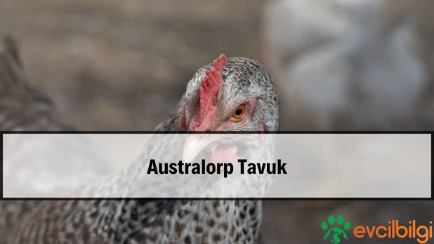 Alman, Blue Australorp Tavuk Fiyatları