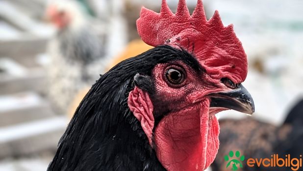 australorp tavuk yumurta verimi