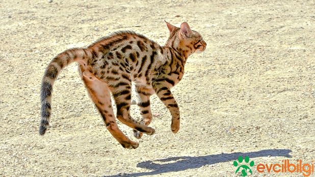 bengal kedisi özellikleri