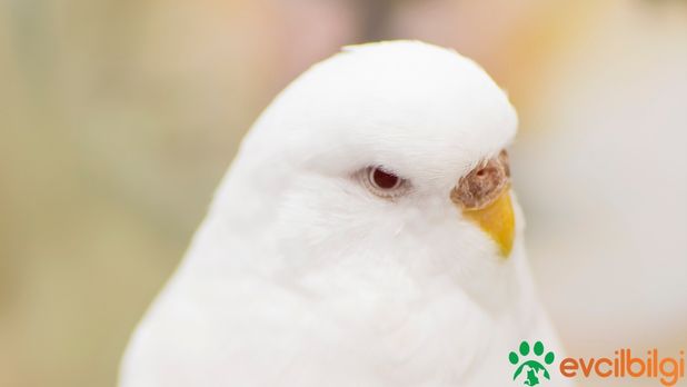 beyaz muhabbet kuşu albino muhabbet kuşu özellikleri