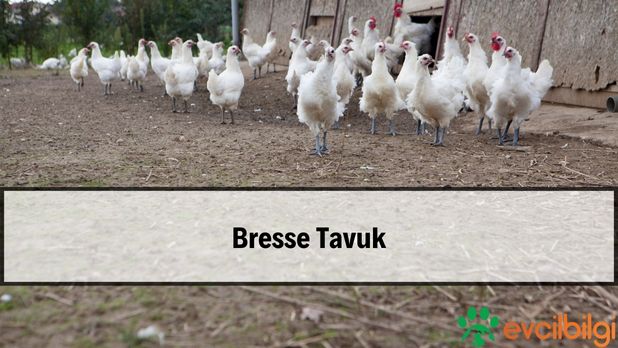 Bresse Tavuk Fiyatları