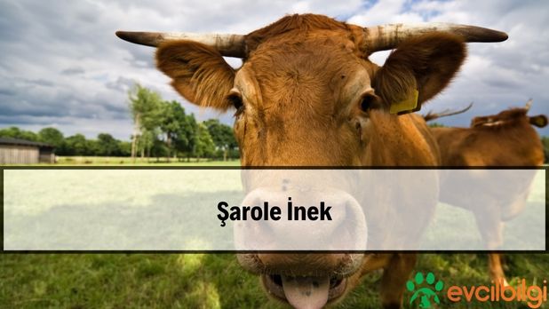 şarole inek kaç kilo süt verir