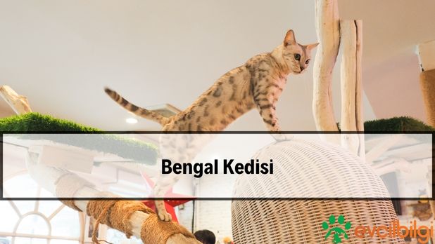 Bengal Kedisi