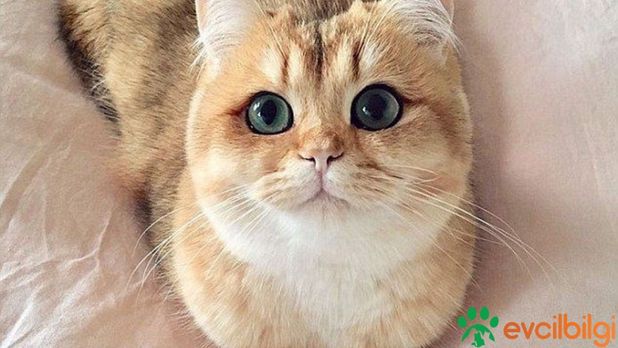 2 Aylık Dişi Kedi Kaç Kilo Olmalı