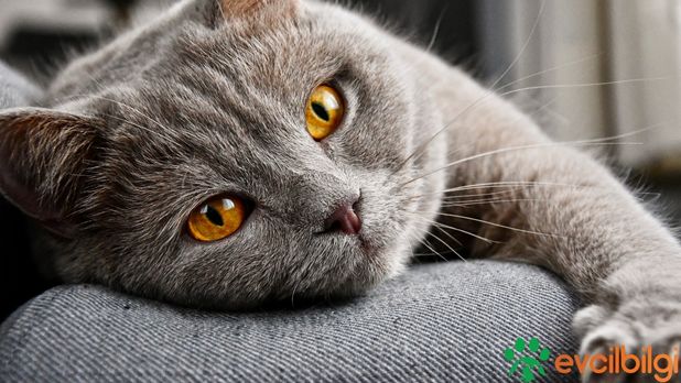 2 Aylık Kedi Kaç Kilo Olmalı