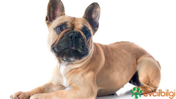 Fransız Bulldog Sahiplendirme Ücretsiz