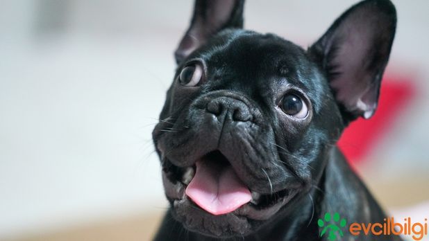 Fransız Bulldog Sahiplenme Ücretsiz