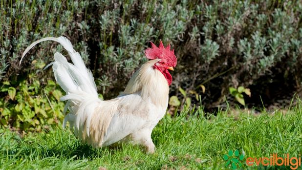 Paçalı Horoz Çeşitleri ve Fiyatları