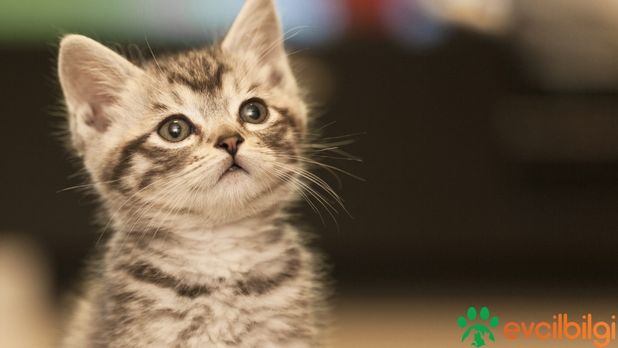 Kedilerde Sarılık Nedenleri ve Tedavisi