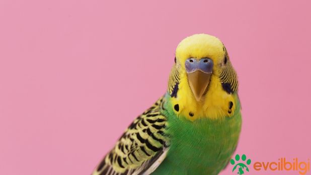 Muhabbet Kuşları Neden Tek Ayak Üstünde Durur? Çözümü