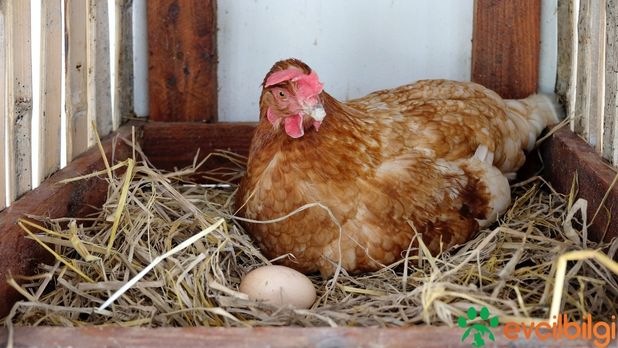 Ataks Tavuk Yumurtlaması İçin Ne Yapmalı