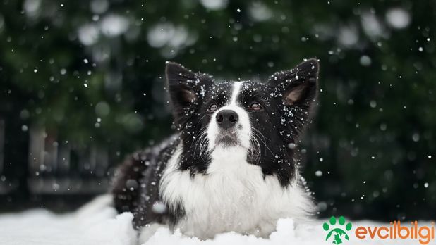 Border Collie Sahiplendirme Ücretsiz