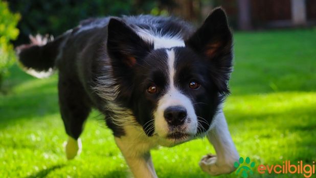 Border Collie Sahiplendirme İlanları