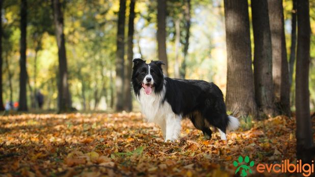 Border Collie Yavru Sahiplendirme