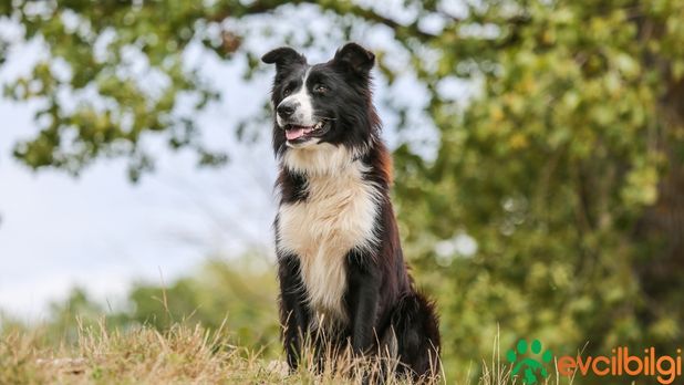 Border Collie Yavru Sahiplenme