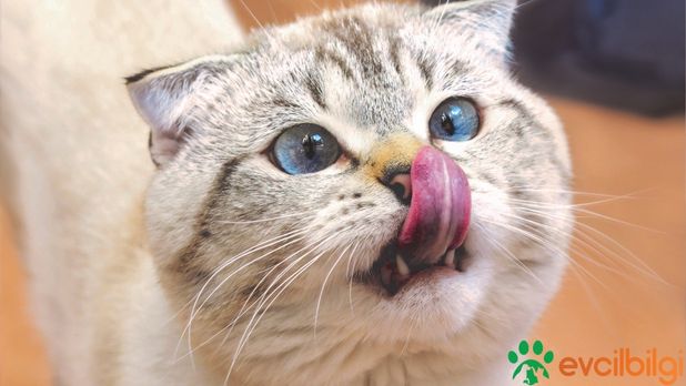 Dişi kedi kızgınlık döneminde nasıl rahatlatılır