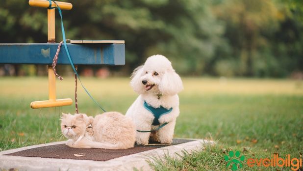 Evde Bakılabilecek Tüy Dökmeyen Köpek Cinsleri