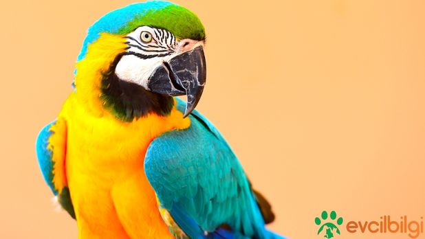 Macaw Papağanı