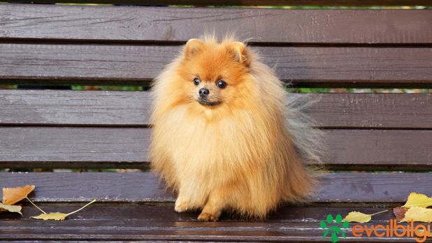 Pomeranian Boo 400 Tl