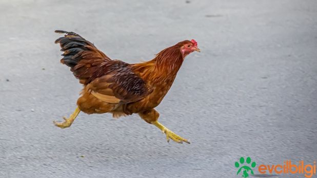 Tavuk Kaç Ayaklı?