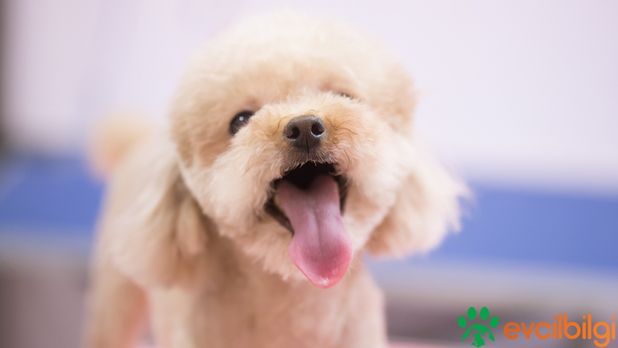 Toy Poodle 900 TL