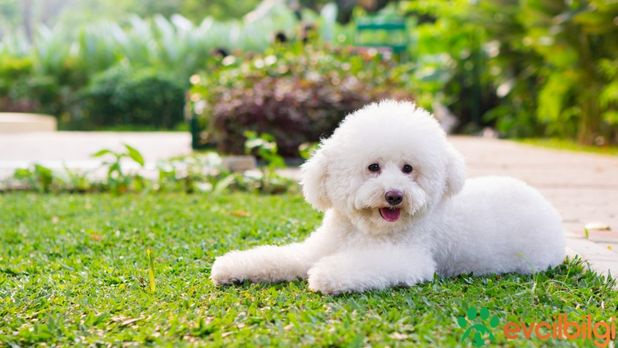 Toy Poodle Ne Kadar