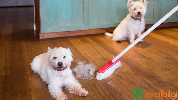 Tüy Dökmeyen Köpek Cinsleri Nelerdir