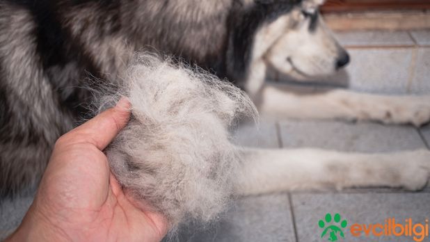 Tüy Dökmeyen Köpek Cinsleri