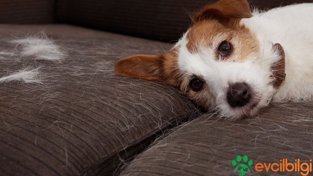 Tüy Dökmeyen Köpekler Nelerdir