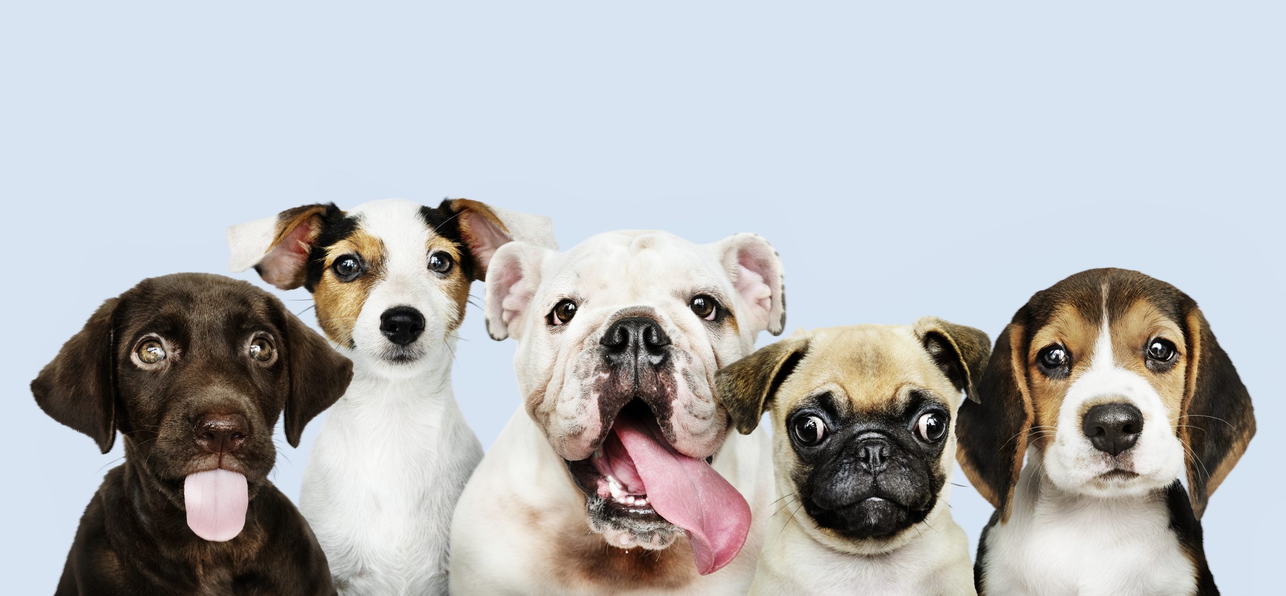 Yavru Köpeğiniz Eve Gelmeden Önce Nelere İhtiyacınız Var