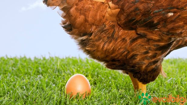 Tavuklar Kaç Aylıkken Yumurtlar?