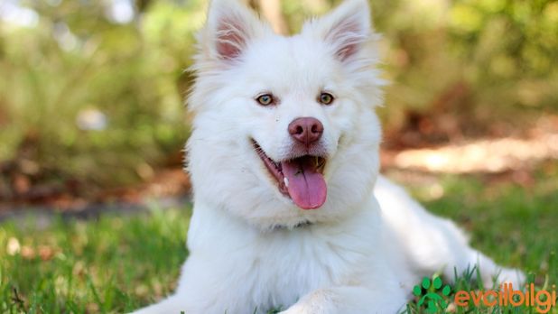 İzmir Ücretsiz Köpek Sahiplendirme