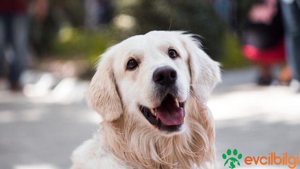 İzmir Ücretsiz Köpek Sahiplenme